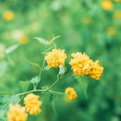 仙灵正传变态版下载